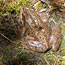 upper_mountain_toad