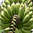 bananas_on_the_tree