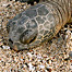 basking_sea_turtle_looks_dead