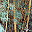 large_bamboo_stalks