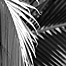 more_palm_fronds