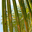 palm_frond_detail