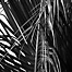 palm_fronds
