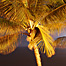 palms_at_night