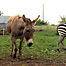 zebra_and_mule_friend