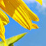 sunflower_sky