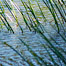 more_water_grasses