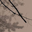 trees_sky_and_twigs