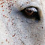 horse_eye