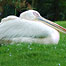 snoozing_pelican