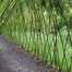 willow_tunnel