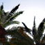 the_palm_trees