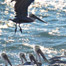 pelicans_taking_flight
