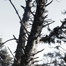 scragly_pacific_pine