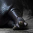 berlin_zoo_hippo_newborn