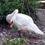 nesting_swan