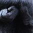 sixty_three_oldest_gorilla