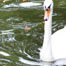 swan_floating_on_landwehr_canal