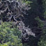 muir_forest_canopy_in_detail