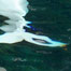 beluga_aurora_vancouver_aquarium
