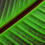 glowing_leaf_composition_stanley_park