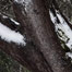 tree_streaked_with_snow_seattle