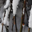 weeping_dwarf_maple_with_snow_shroud_mt_baker
